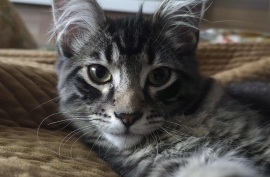 Domestic Medium Hair
