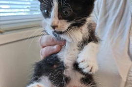 Domestic Short Hair