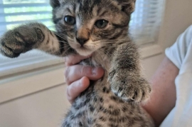 Domestic Short Hair