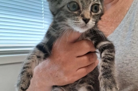 Domestic Short Hair