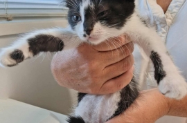 Domestic Short Hair