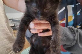 Domestic Short Hair