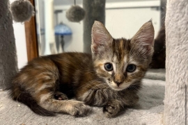 Domestic Short Hair