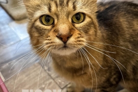 Domestic Medium Hair