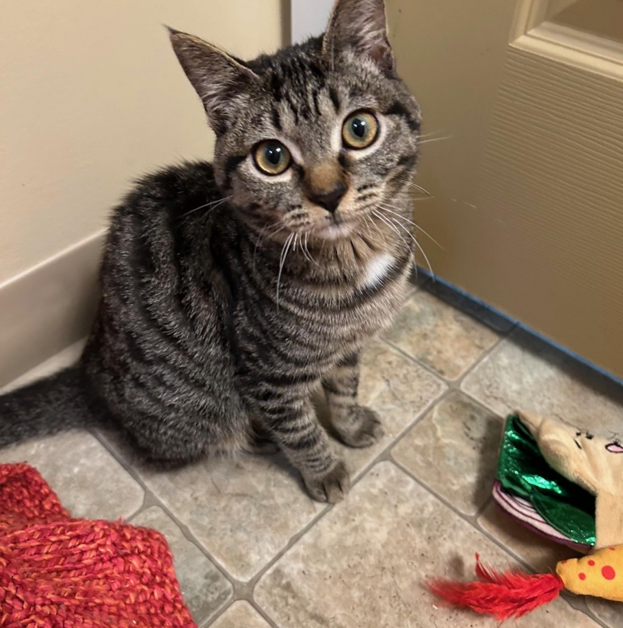 Domestic Short Hair