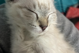 Siamese