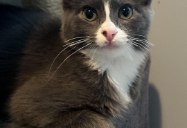 Domestic Short Hair