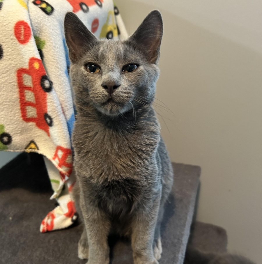 Domestic Short Hair