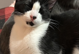 Domestic Short Hair