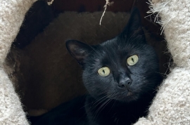 Domestic Short Hair