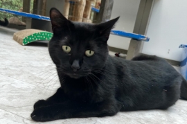 Domestic Short Hair