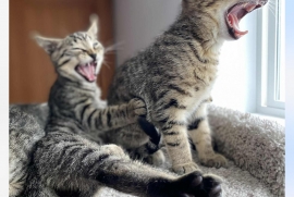 Domestic Short Hair