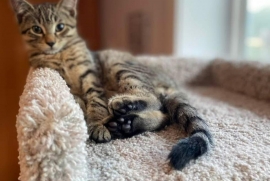 Domestic Short Hair