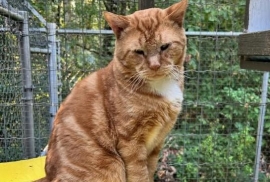 Domestic Short Hair
