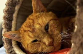Domestic Short Hair