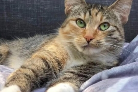 Torbie
