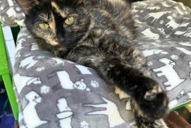 Domestic Short Hair