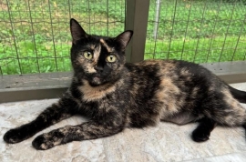 Domestic Short Hair