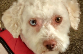Poodle