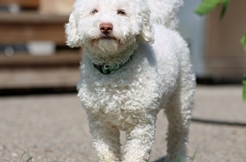 Poodle
