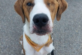 Coonhound