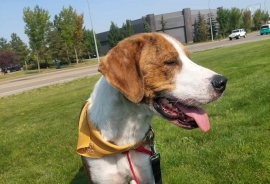 Coonhound