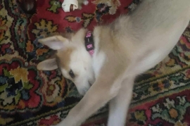 Husky