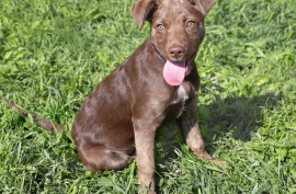 Labrador Retriever