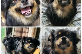 Tibetan Spaniel