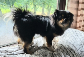 Tibetan Spaniel