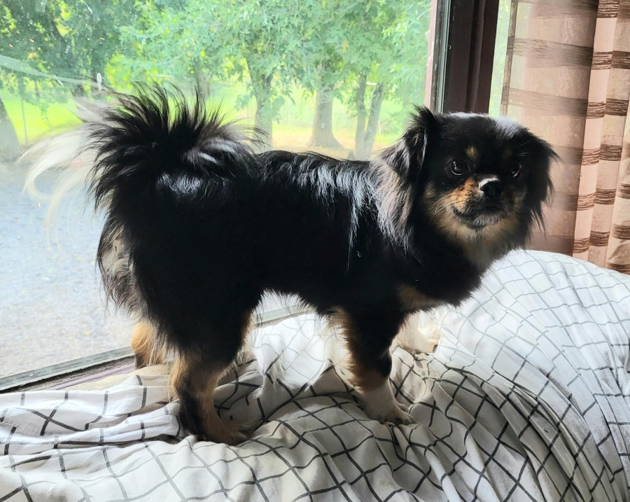 Tibetan Spaniel