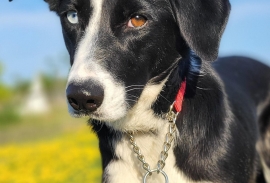 Border Collie