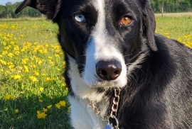 Border Collie