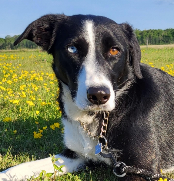 Border Collie