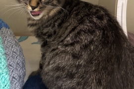 Domestic Short Hair