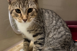 Domestic Short Hair