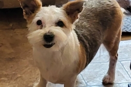 West Highland White Terrier / Westie