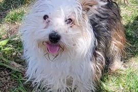 West Highland White Terrier / Westie