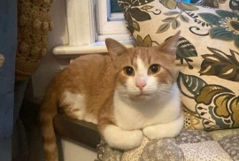Domestic Short Hair