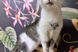 Domestic Short Hair