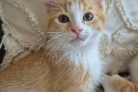Domestic Short Hair