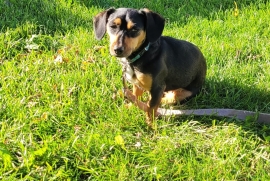 Dachshund