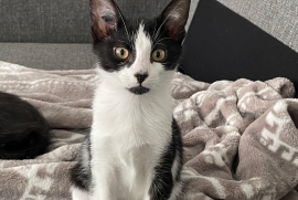 Domestic Short Hair