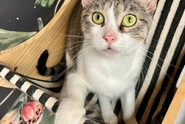 Domestic Short Hair