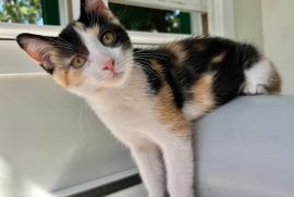 Domestic Short Hair