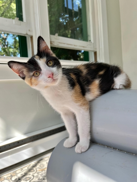 Domestic Short Hair