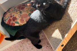Domestic Short Hair