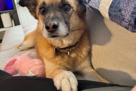 German Shepherd Dog