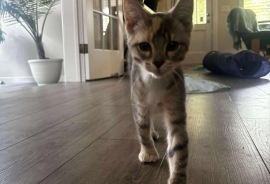 Domestic Short Hair