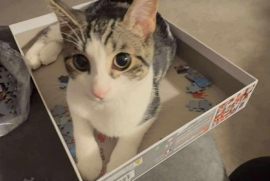 Domestic Short Hair